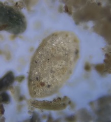 Miliammina fusca