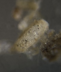 Miliammina fusca