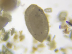 Miliammina fusca