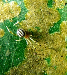 Theridion zonulatum