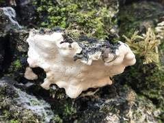 Dendrothele candida