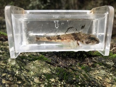 Chitonotus pugetensis