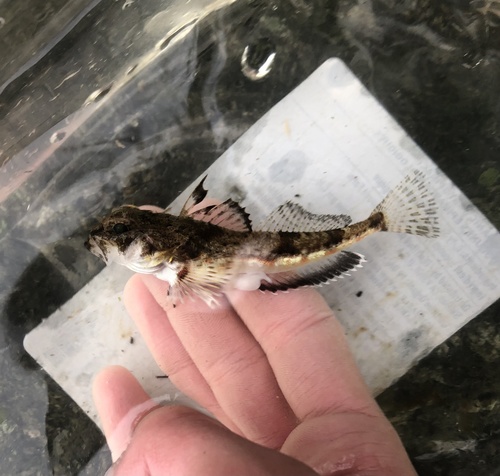 Roughback sculpin (Chitonotus pugetensis) — Cottidae — 3