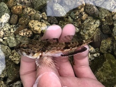 Chitonotus pugetensis