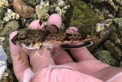 Chitonotus pugetensis