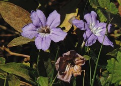 Ruellia erythropus