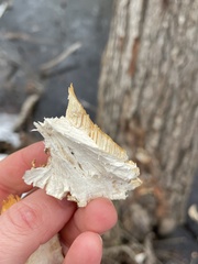 Pseudospongipellis unicolor