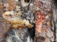 Pseudospongipellis unicolor