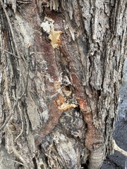 Pseudospongipellis unicolor