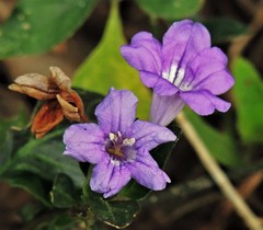 Ruellia erythropus