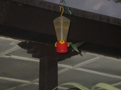 Anthracothorax nigricollis