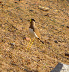 Vanellus malabaricus