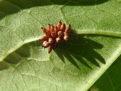 Chelymorpha cassidea