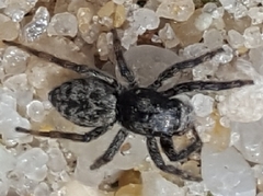 Hakka himeshimensis