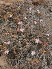 Frankeniaceae