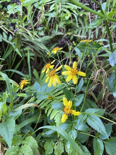 Bidens asymmetrica observed 2022-01-15