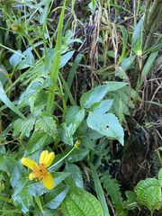 Bidens asymmetrica