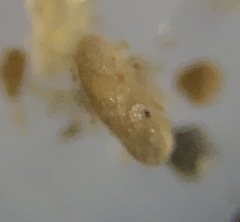 Trochammina inflata