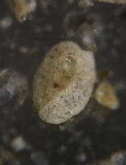 Miliammina fusca