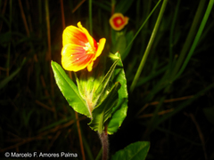 Oenothera epilobiifolia