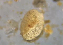 Miliammina fusca