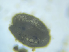 Miliammina fusca