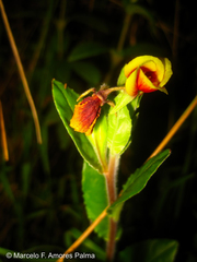 Oenothera epilobiifolia