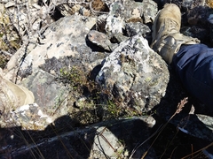 Clematis quadribracteolata