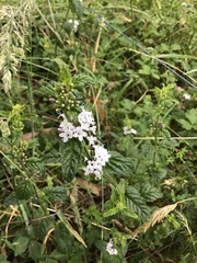 Mentha laxiflora