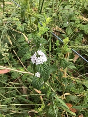 Mentha laxiflora