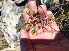 Clematis quadribracteolata