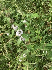 Mentha laxiflora