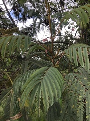 Paraserianthes