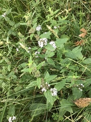 Mentha laxiflora
