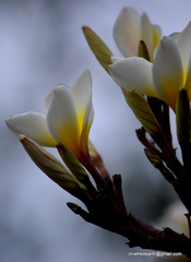 Plumeria