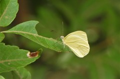 Pseudopieris nehemia