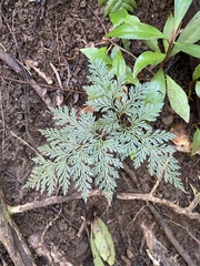 Davallia fejeensis
