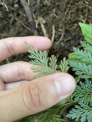 Davallia fejeensis