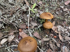 Cortinarius thiersii