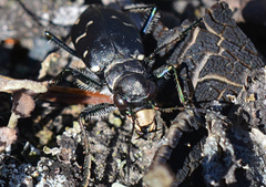 Cicindela longilabris