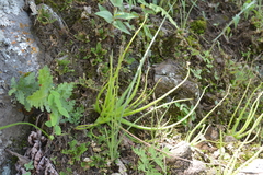 Pinguicula heterophylla