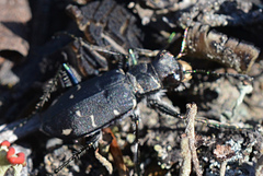 Cicindela longilabris