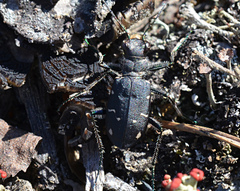 Cicindela longilabris