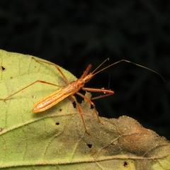 Heteroptera