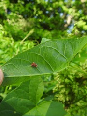 Chelymorpha cassidea