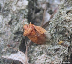 Lanopis rugosus