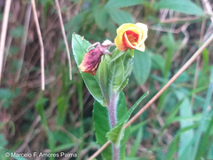 Oenothera epilobiifolia