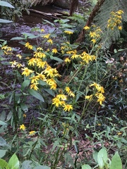 Senecio linearifolius denticulatus