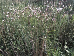 Baccharis juncea