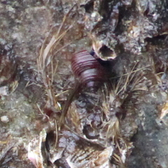 Calliostoma ligatum